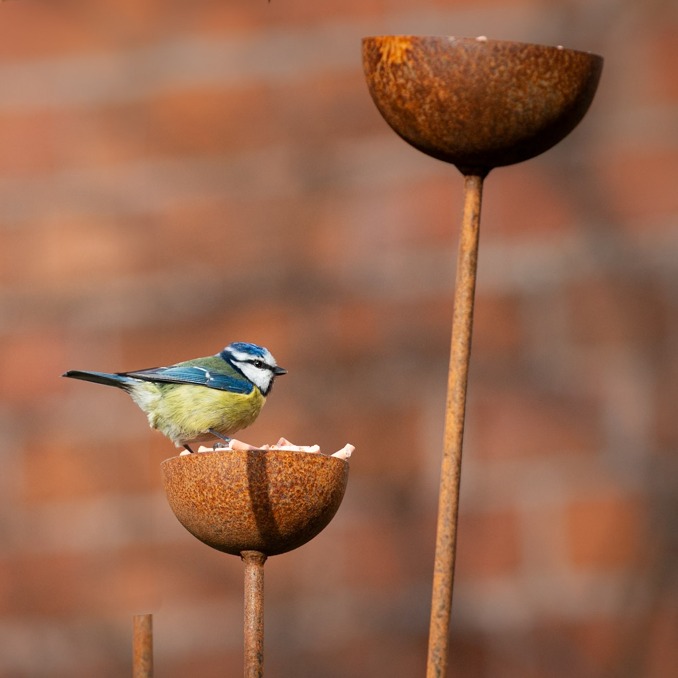 Rusty Rain Catchers - Image 5